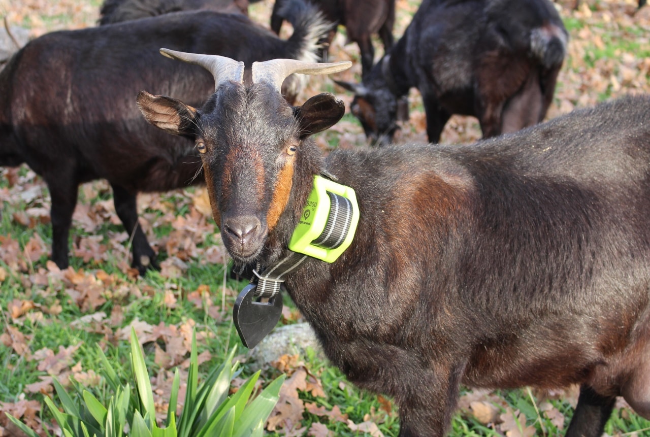 Localizzatore GPS Caprini