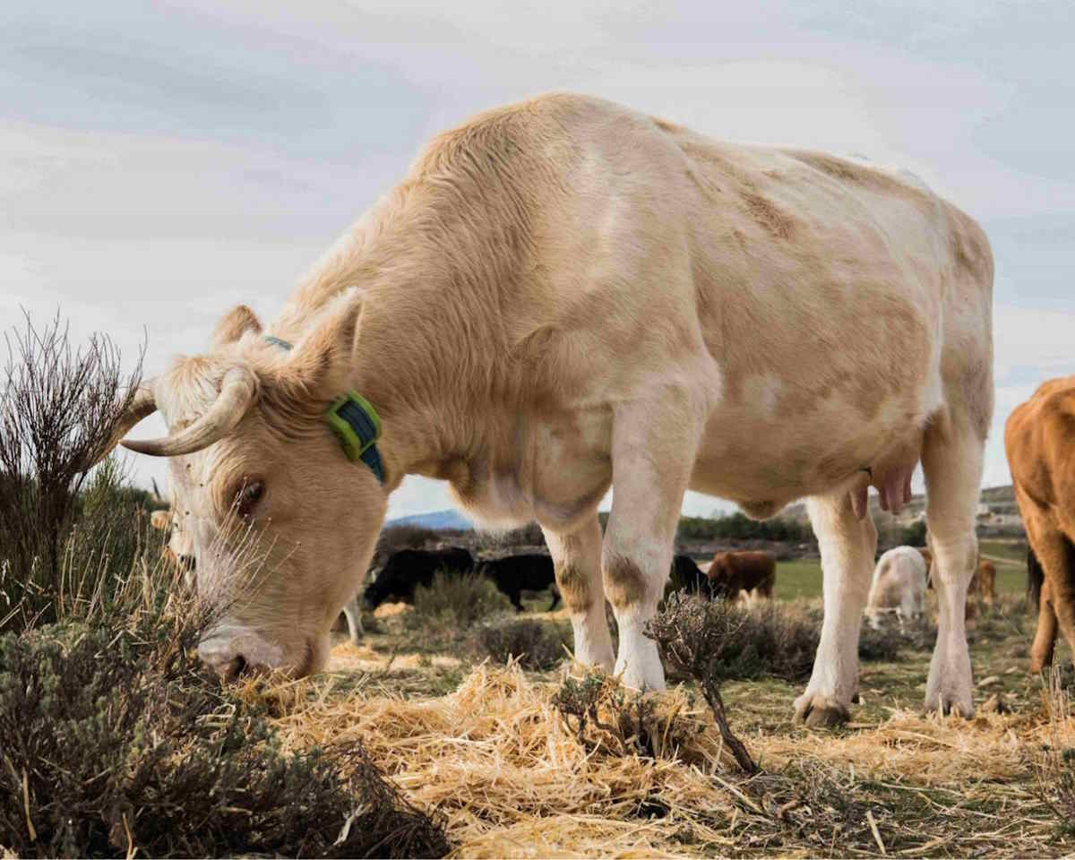 Localizzatore GPS Bovini